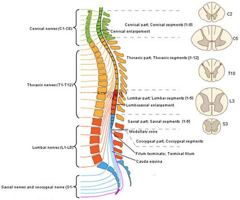 spinal-nerves - Saratoga Spine