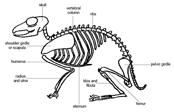 Anatomy_and_physiology_of_animals_Mamalian_skeleton[1 ... wild pig anatomy diagrams 